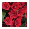 Calibrachoa 'Can-Can Double Red' | Pack of 5 Plug Plants