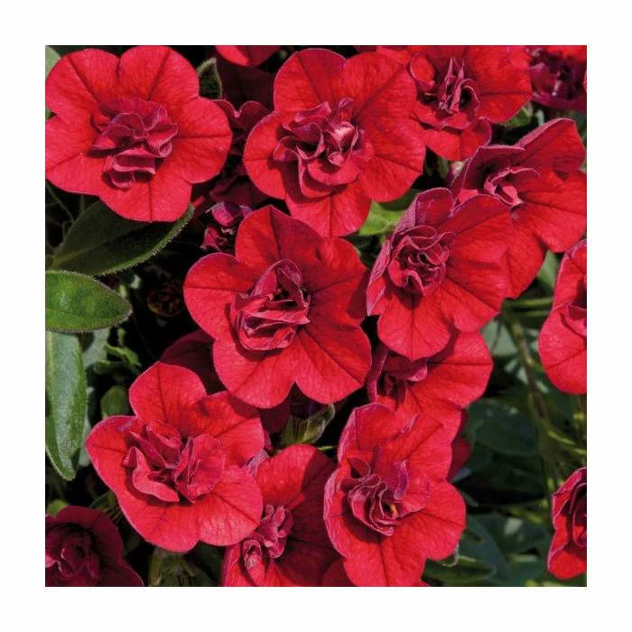 Calibrachoa 'Can-Can Double Red' | Pack of 5 Plug Plants 3 Calibrachoa 'Can-Can Double Red' | Pack of 5 Plug Plants