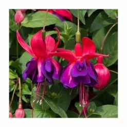 Fuchsia Southern Belles 'Voodoo' | Bedding | 5 x Large Plugs -Red Flower Green Foliage Sales PL9046SPX5 add image 2 f784
