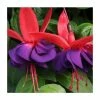 Fuchsia Southern Belles 'Voodoo' | Bedding | 5 x Large Plugs -Red Flower Green Foliage Sales PL9046SPX5 main image ed16