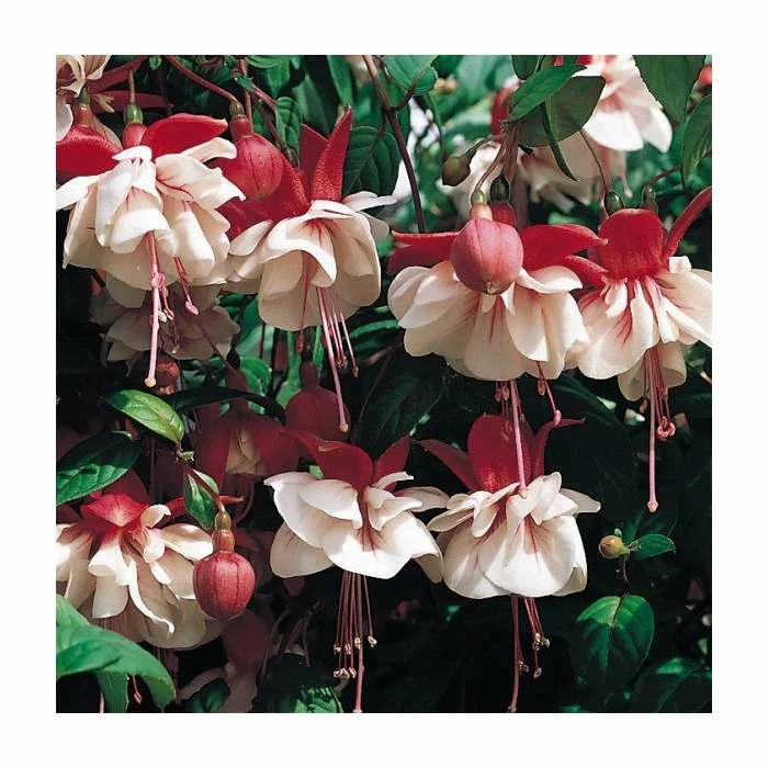 Trailing Fuchsia 'Swingtime' | Pack of 5 Plug Plants 3 Trailing Fuchsia 'Swingtime' | Pack of 5 Plug Plants