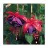 Upright Fuchsia 'Dark Eyes' | Pack of 5 Plug Plants
