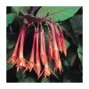 Upright Fuchsia 'Koralle'| Pack of 5 Plug Plants -Red Flower Green Foliage Sales PL9062SPX5 main image f853