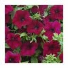 Petunia Surfinia® 'Burgundy' | Bedding | 5 x Large Plugs 1 Petunia Surfinia® 'Burgundy' | Bedding | 5 x Large Plugs -Red Flower Green Foliage Sales PL9108SPX5 main image 7abd