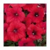 Petunia Surfinia® 'Deep Red' | Bedding | 5 x Large Plugs -Red Flower Green Foliage Sales PL9109SPX5 main image ad84