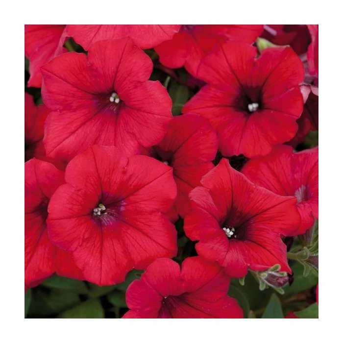 Petunia Surfinia® 'Deep Red' | Bedding | 5 x Large Plugs 3 Petunia Surfinia® 'Deep Red' | Bedding | 5 x Large Plugs