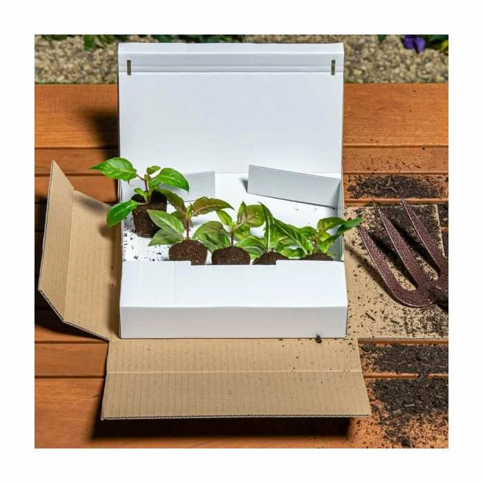 Begonia 'Nonstop Red'| Perennials | Pack of 5 Large Premium Plug Plants 4 Begonia 'Nonstop Red'| Perennials | Pack of 5 Large Premium Plug Plants - Image 2