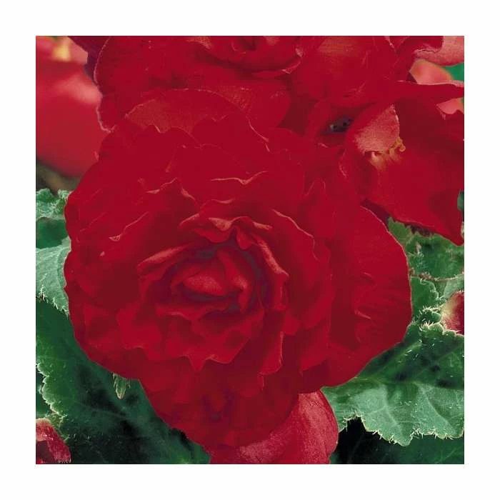 Begonia 'Nonstop Red'| Perennials | Pack of 5 Large Premium Plug Plants 3 Begonia 'Nonstop Red'| Perennials | Pack of 5 Large Premium Plug Plants