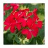 Geranium Variegated 'Happy Thought Red' | Perennial | 5 x Large Plugs -Red Flower Green Foliage Sales PL9166PPX5 main image 845f