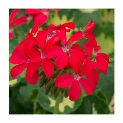 Geranium Variegated 'Happy Thought Red' | Perennial | 5 x Large Plugs