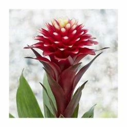 40-50cm Bromeliad | Guzmania Francesca | 13cm Pot -Red Flower Green Foliage Sales PL92309P add image 1 18d4