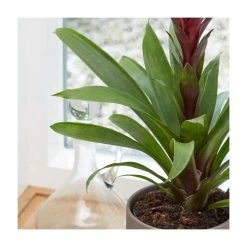 40-50cm Bromeliad | Guzmania Francesca | 13cm Pot -Red Flower Green Foliage Sales PL92309P add image 2 08aa