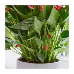 30-35cm 'Million Flowers' Anthurium | 12cm Pot -Red Flower Green Foliage Sales PL92317P add image 1 5e76