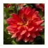 Dahlia 'Firepot' | 3L Pot -Red Flower Green Foliage Sales PL923404 main image e671