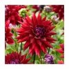 Dahlia 'Wittemans Best' | 3L Pot -Red Flower Green Foliage Sales PL923410 main image 6311