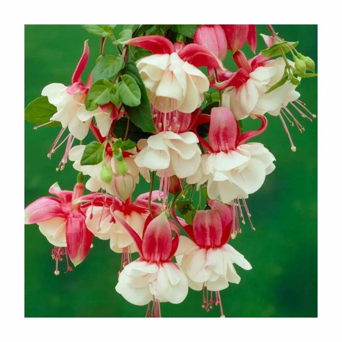 Fuchsia 'Alice Hoffman' | 3L Pot 3 Fuchsia 'Alice Hoffman' | 3L Pot