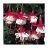 Fuchsia 'Snowcap' | 3L Pot -Red Flower Green Foliage Sales PL923428 main image 3e01