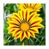 Gazania 'Big Kiss Yellow Flame' | 2L Pot 1 Gazania 'Big Kiss Yellow Flame' | 2L Pot -Red Flower Green Foliage Sales PL923464 main image 1be3