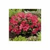 15cm Rhododendron 'Scarlet Wonder' | 9cm Pot -Red Flower Green Foliage Sales PL9239032 main image b985