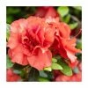 15cm Orange-Red Evergreen Azalea | Rhododendron | 9cm Pot -Red Flower Green Foliage Sales PL9239033 main image 64b3