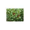 30cm Common Holly | Ilex aquifolium | 9cm Pot -Red Flower Green Foliage Sales PL9239038 main image 7074