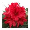 2ft Rhododendron 'Tarragona' | 7.5L Pot -Red Flower Green Foliage Sales PL9239148 main image 1696