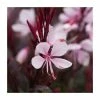 Gaura lindheimeri 'Gaudi Pink' | 3L Pot