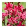Gaura lindheimeri 'Gaudi Red' | 3L Pot