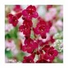Penstemon 'Quartz Red' | 3L Pot -Red Flower Green Foliage Sales PL9239192 main image d646