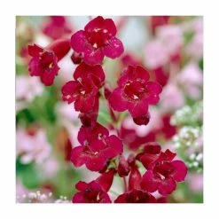 Penstemon 'Quartz Red' | 3L Pot