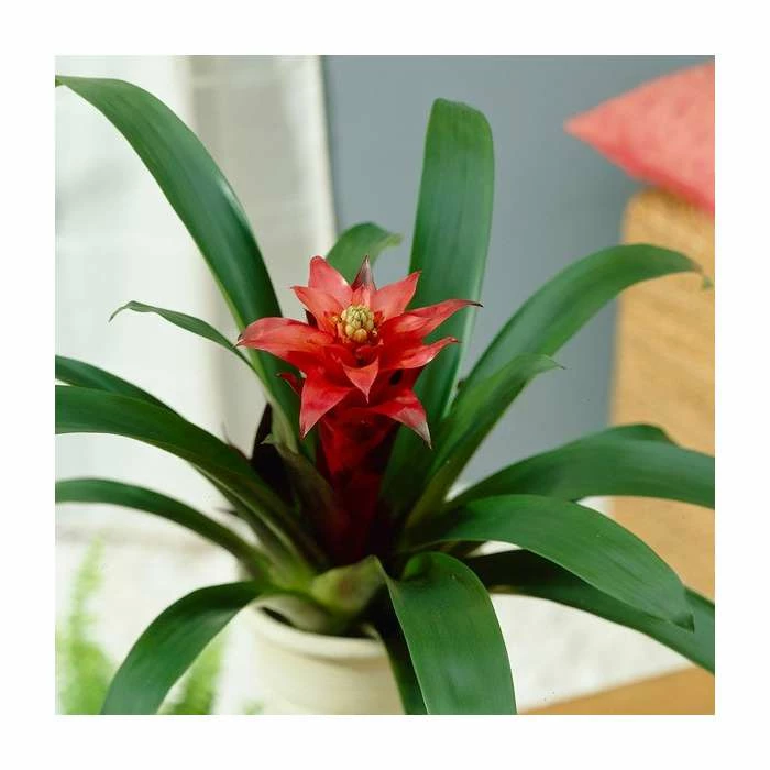 60-65cm Guzmania 'Allura' | 13cm Pot 5 60-65cm Guzmania 'Allura' | 13cm Pot - Image 3