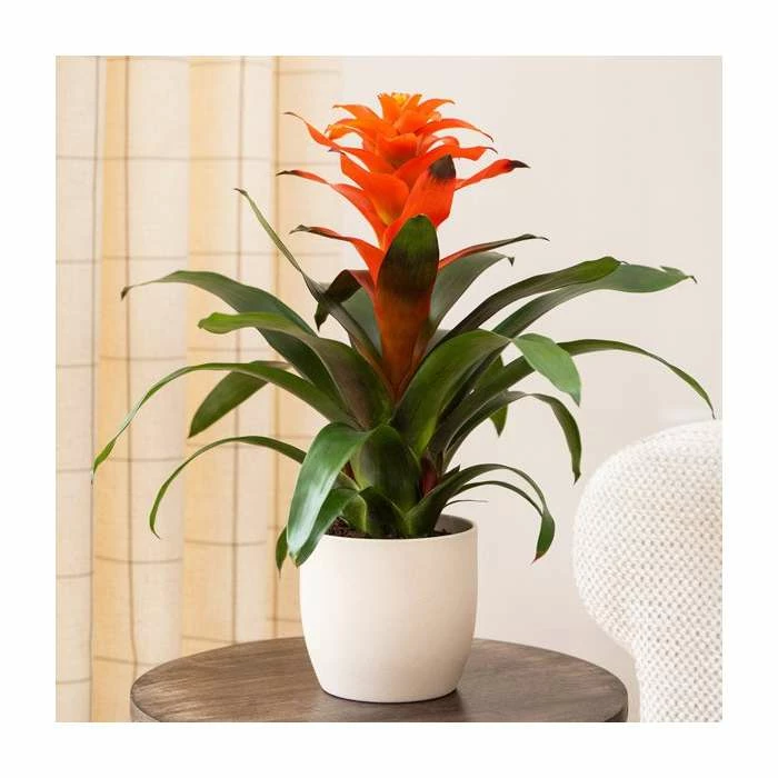 60-65cm Guzmania 'Allura' | 13cm Pot 3 60-65cm Guzmania 'Allura' | 13cm Pot