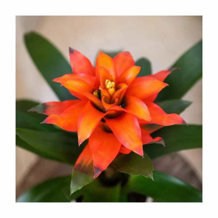 60-65cm Guzmania 'Allura' | 13cm Pot 4 60-65cm Guzmania 'Allura' | 13cm Pot - Image 2