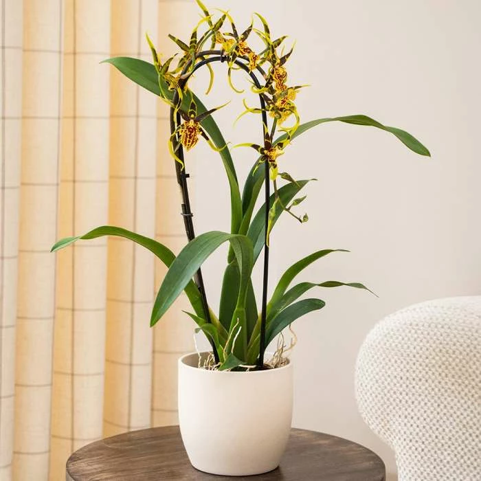 50-55cm Cambria Orchid 'Mystic Maze' | 12cm Pot 6 50-55cm Cambria Orchid 'Mystic Maze' | 12cm Pot - Image 4