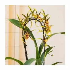 50-55cm Cambria Orchid 'Mystic Maze' | 12cm Pot