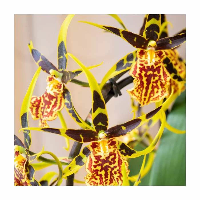 50-55cm Cambria Orchid 'Mystic Maze' | 12cm Pot 4 50-55cm Cambria Orchid 'Mystic Maze' | 12cm Pot - Image 2