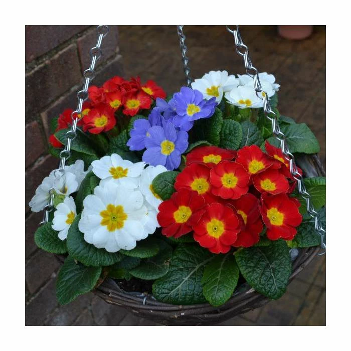 30cm Pre-Planted Hanging Basket | Primula 'Red White and Blue' Mix 5 30cm Pre-Planted Hanging Basket | Primula 'Red White and Blue' Mix - Image 3