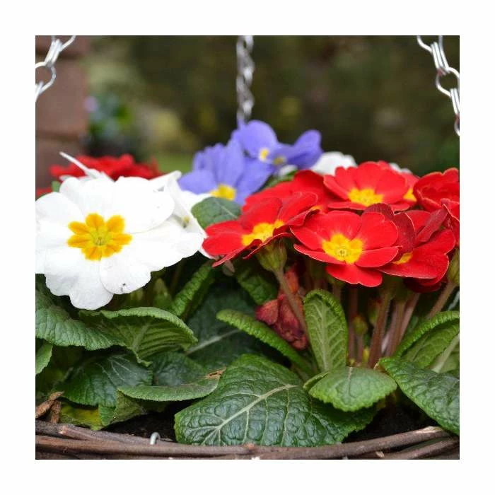 30cm Pre-Planted Hanging Basket | Primula 'Red White and Blue' Mix 6 30cm Pre-Planted Hanging Basket | Primula 'Red White and Blue' Mix - Image 4