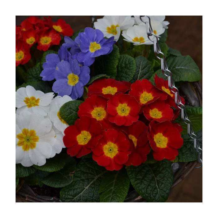 30cm Pre-Planted Hanging Basket | Primula 'Red White and Blue' Mix 4 30cm Pre-Planted Hanging Basket | Primula 'Red White and Blue' Mix - Image 2