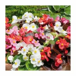 Begonia semp 'Devil's Delight' Mix |20 Pack | Garden Ready Bedding