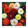 Dahlia 'Figaro' Mix | 20 Pack | Garden Ready Bedding -Red Flower Green Foliage Sales PL925226 main image 034d