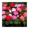 Geranium 'Palladium' Mix | 20 Pack | Garden Ready Bedding 1 Geranium 'Palladium' Mix | 20 Pack | Garden Ready Bedding -Red Flower Green Foliage Sales PL925227 main image 0249