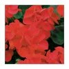 Geranium 'Palladium Red Shades' | 20 Pack | Garden Ready Bedding -Red Flower Green Foliage Sales PL925228 main image c2f8