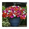 Impatiens 'Beacon' Mix | 20 Pack | Garden Ready Bedding 2 Impatiens 'Beacon' Mix | 20 Pack | Garden Ready Bedding -Red Flower Green Foliage Sales PL925229 main image afde