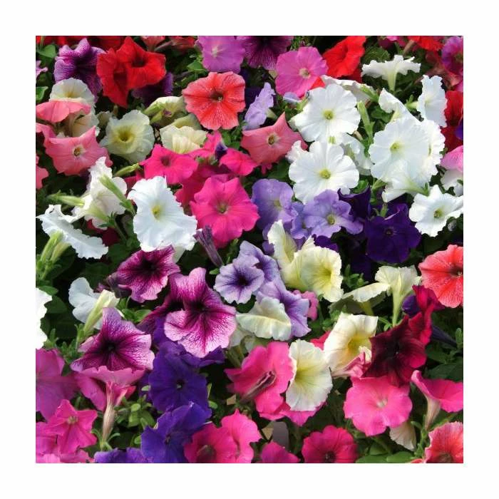 Petunia 'Frenzy' Mix | 20 Pack | Garden Ready Bedding 4 Petunia 'Frenzy' Mix | 20 Pack | Garden Ready Bedding - Image 2