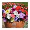 Petunia 'Frenzy' Mix | 20 Pack | Garden Ready Bedding -Red Flower Green Foliage Sales PL925235 main image 4c3a