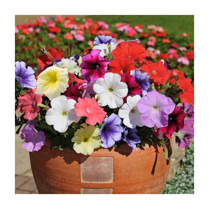 Petunia 'Frenzy' Mix | 20 Pack | Garden Ready Bedding 3 Petunia 'Frenzy' Mix | 20 Pack | Garden Ready Bedding