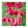 Fuchsia 'Red Spider' | 10.5cm Pot -Red Flower Green Foliage Sales PL925279 main image 14cb