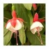 Fuchsia 'Spring Bells' (Snow Cap) | 10.5cm Pot -Red Flower Green Foliage Sales PL925281 main image deb0