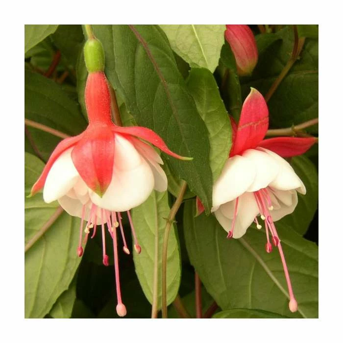 Fuchsia 'Spring Bells' (Snow Cap) | 10.5cm Pot 3 Fuchsia 'Spring Bells' (Snow Cap) | 10.5cm Pot